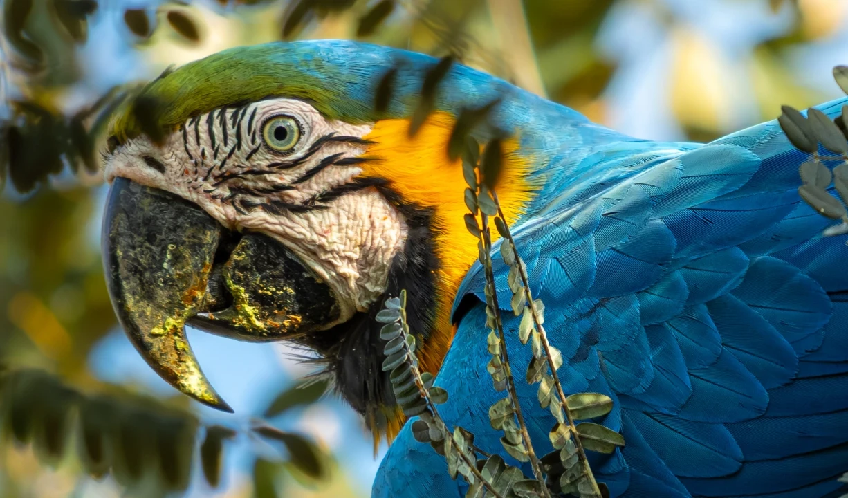 Contato com a biodiversidade: